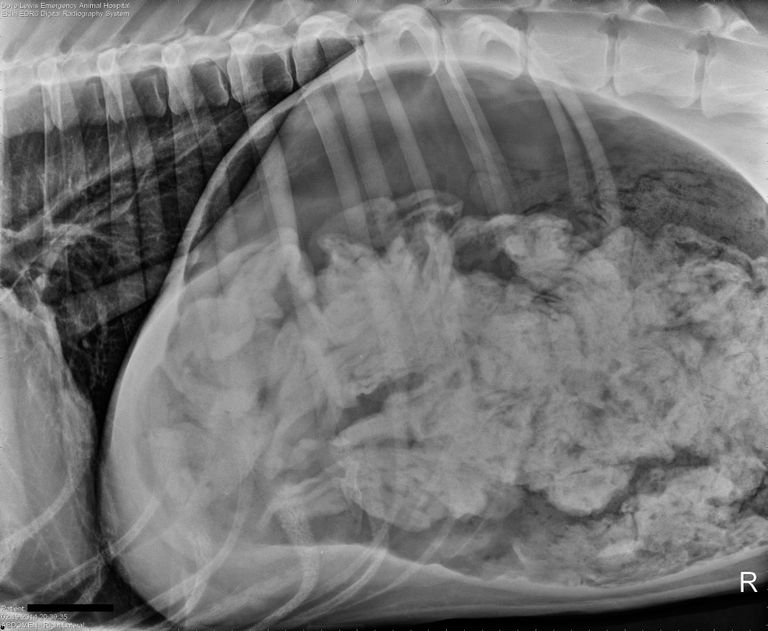 У трехмесячного щенка в желудке обнаружили 43 носка, ему пришлось перенести операцию. Foto: Veterinary Practice News / Caters News