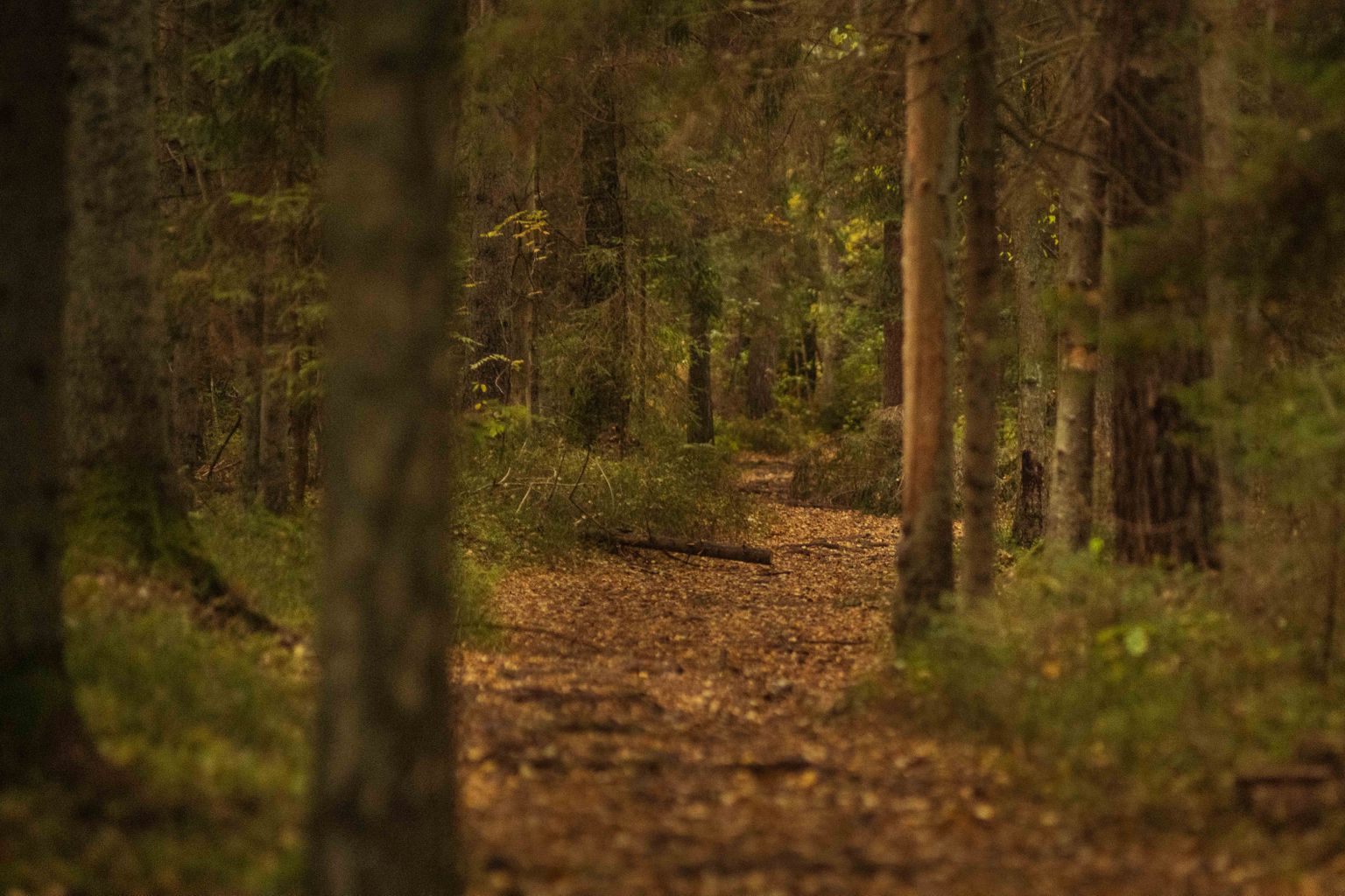 Agrs rudens Ķemeru nacionālajā parkā