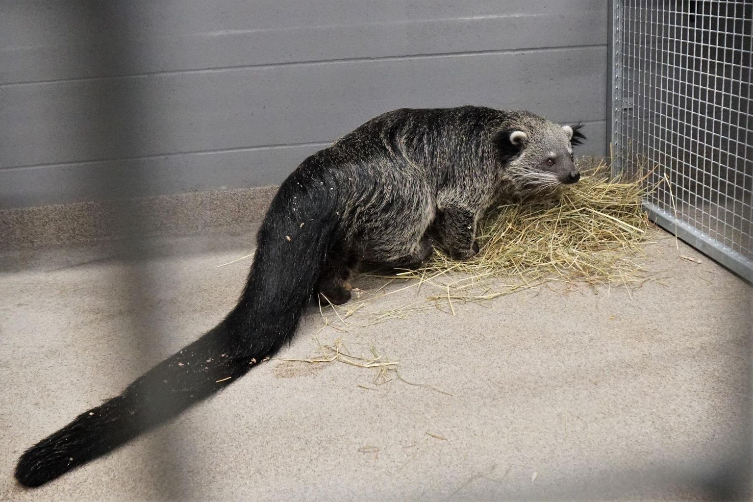 Suure ja pika sabaga binturong oma uues kodus.