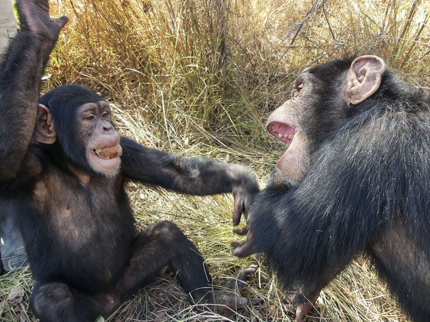 Šimpansid.