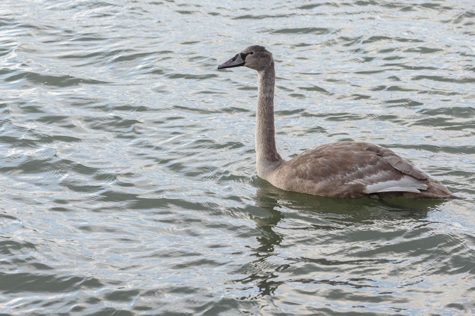 Väidetavalt jäässe külmunud luik võttis päästjate lähenedes eluvaimu sisse ja ujus minema. Foto on illustreeriv