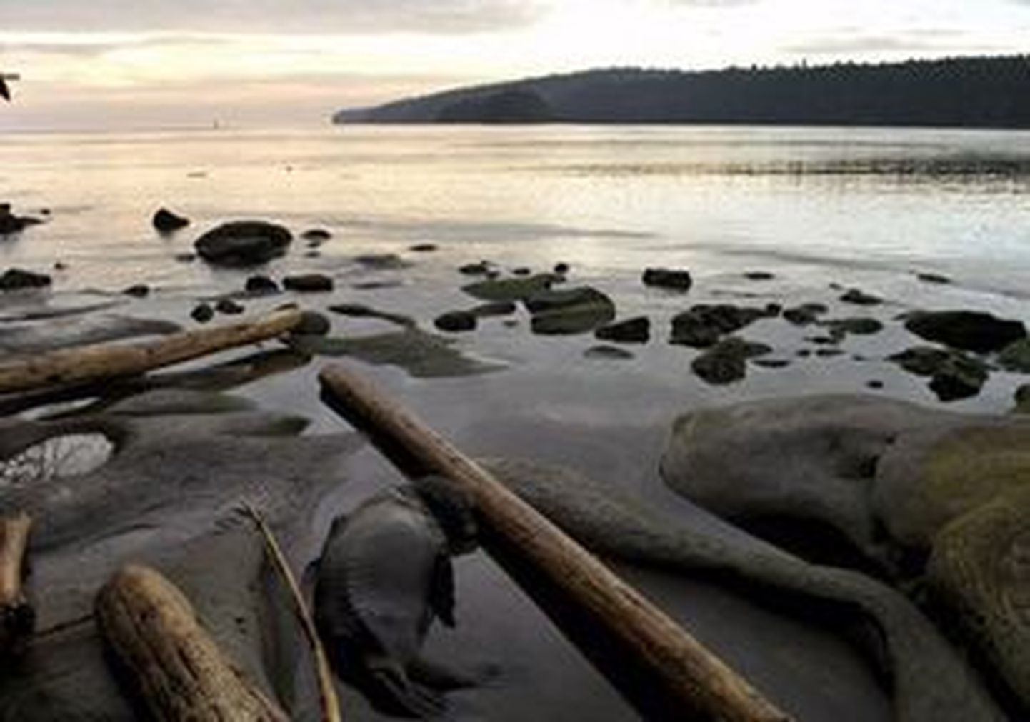 Kanada rannikult leiti neljas jalajäänus