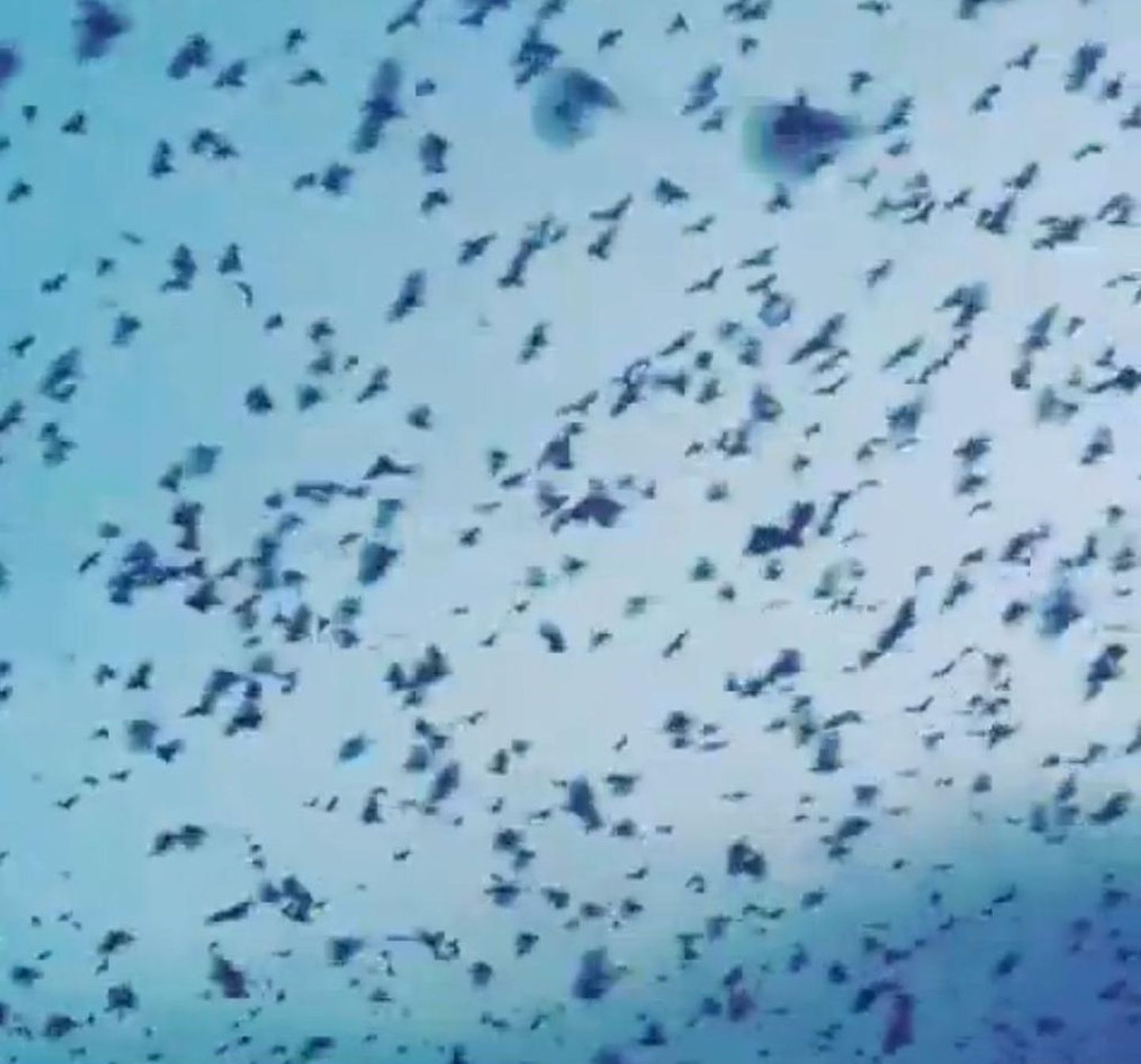 Austraalia linnas tekkis probleem 80 000 nahkhiirega