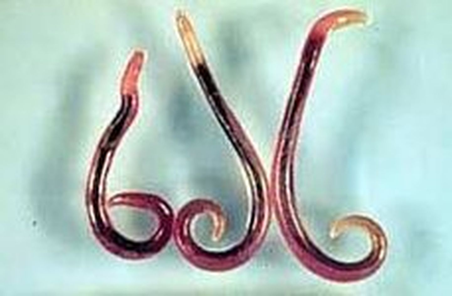 Gnathostoma spinigerum ümarussid