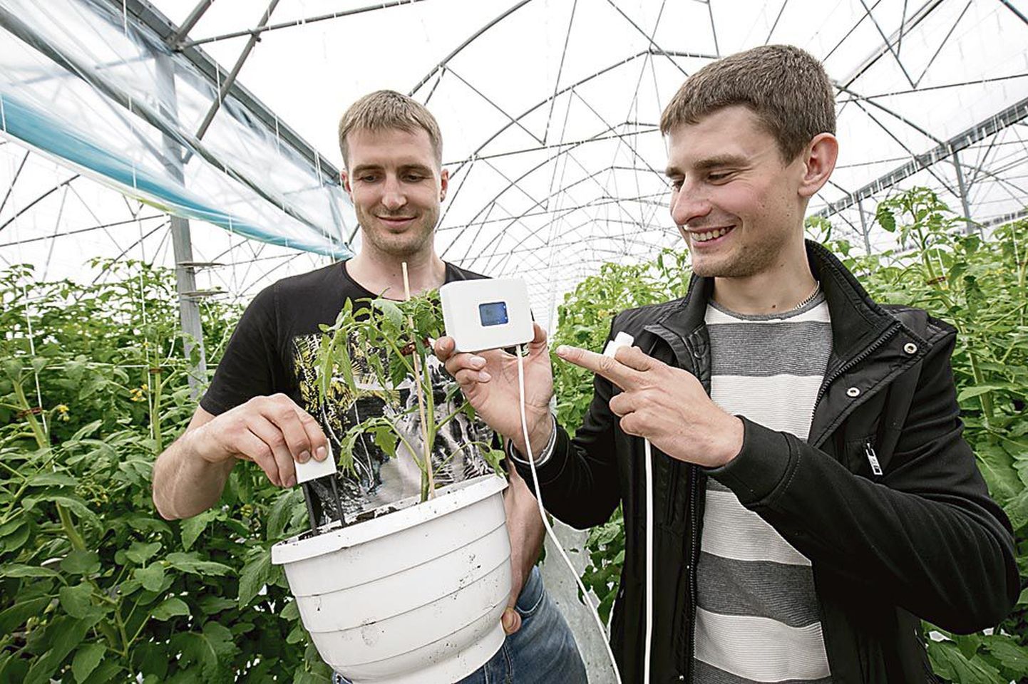 Tamar Nassar (vasakul) ja Mirko Metsaoru viisid taimevalvuri idee “Ettevõtliku pärnaka” konkursilegi ja loodavad sügiseks oma firmani jõuda.
