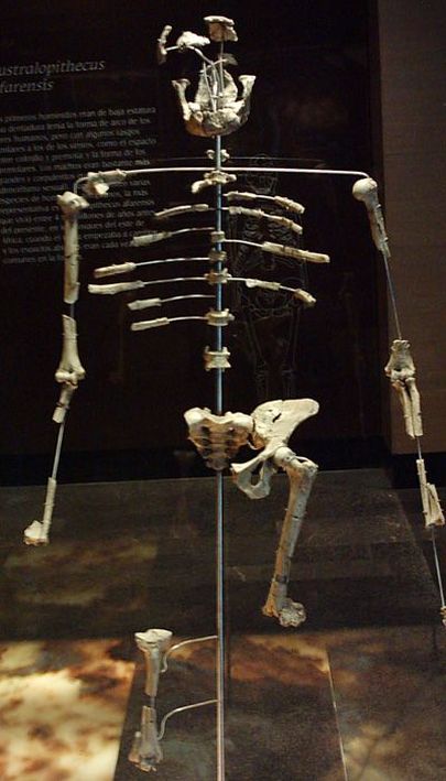 Seni on kõige paremaks varase inimese skeletiks peetud Etioopiast leitud Homo australopithecus Lucyt.