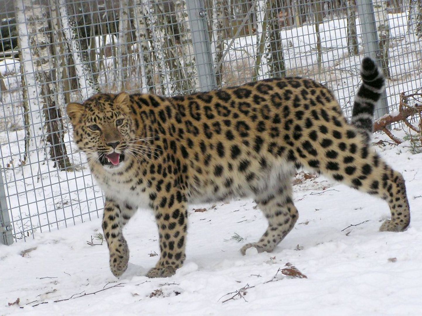 Amuuri leopard Darla sai oma kehalist vormi parandada värskel lumel.