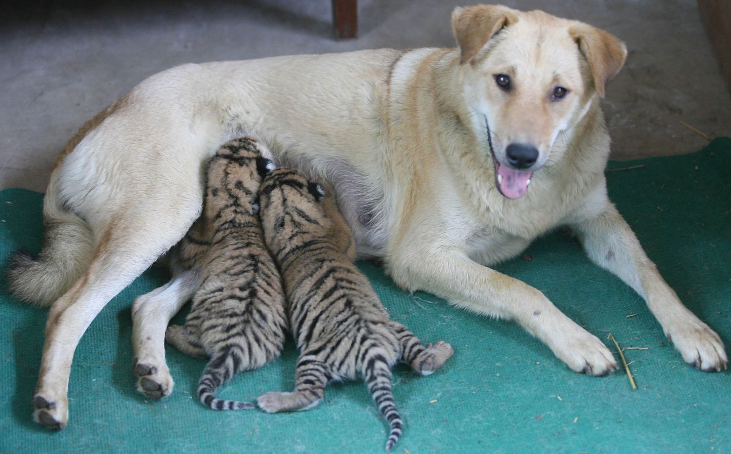 Hiina idaosas asuvas Hefei loomaaias imetab koer kaht tiigrikutsikat.