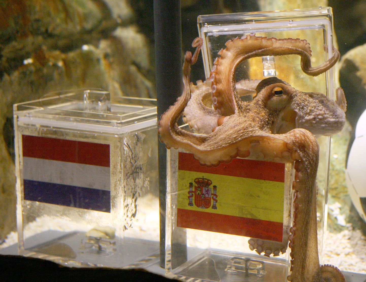 Kaheksajalg Paul ennustas MM-tiitli võitjaks Hispaaniat.