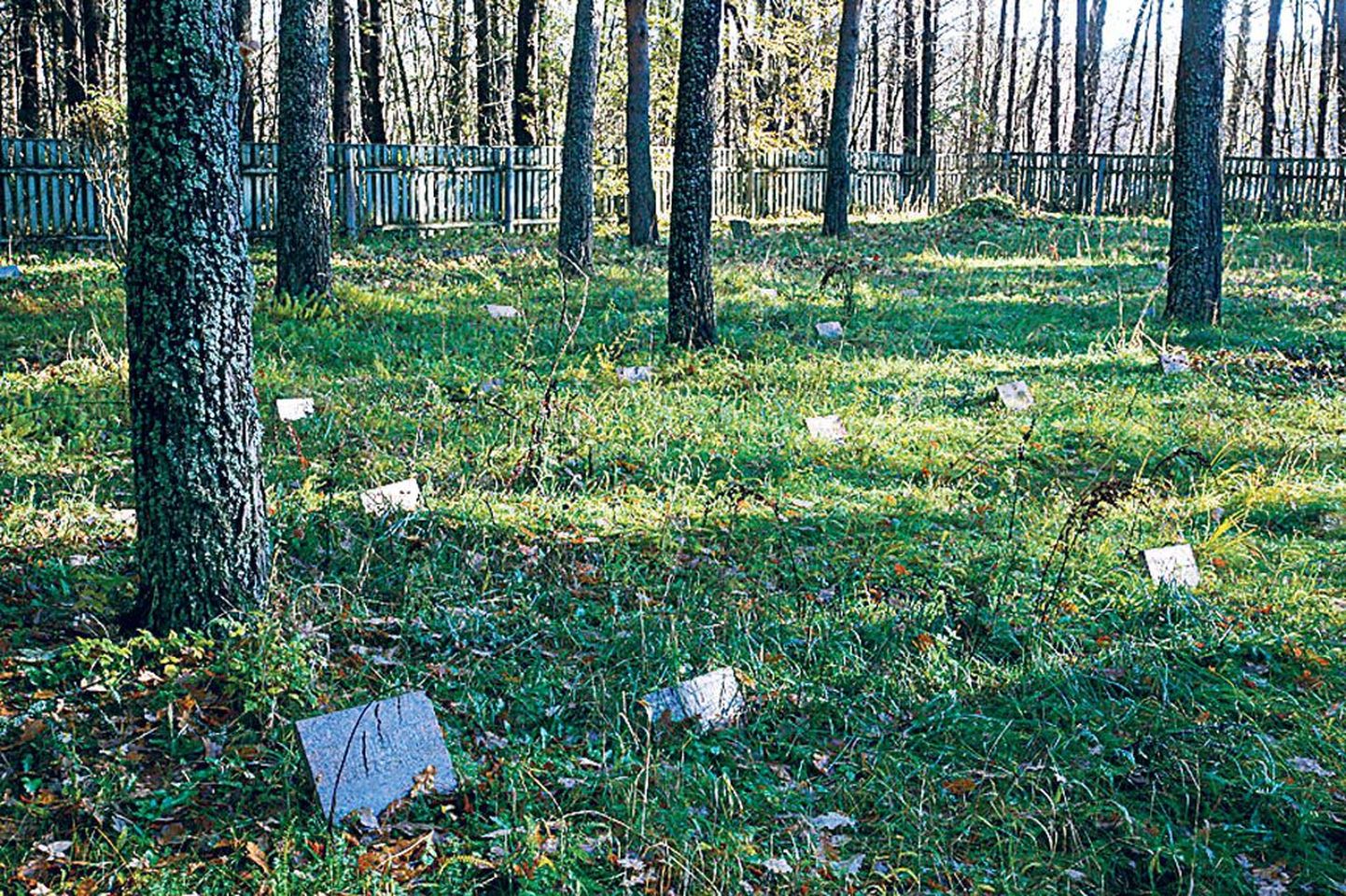 Tammiste hooldekodu kalmistu on Pärnu jõe kaldal, selleni viib sissesõidetud metsatee.