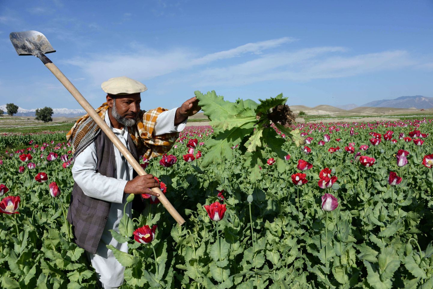 Afganistani põllumees oma moonipõllul Jalalabadi lähistel.