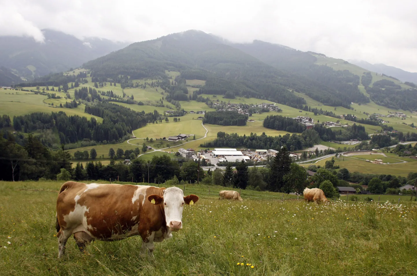 Lehmad Austrias