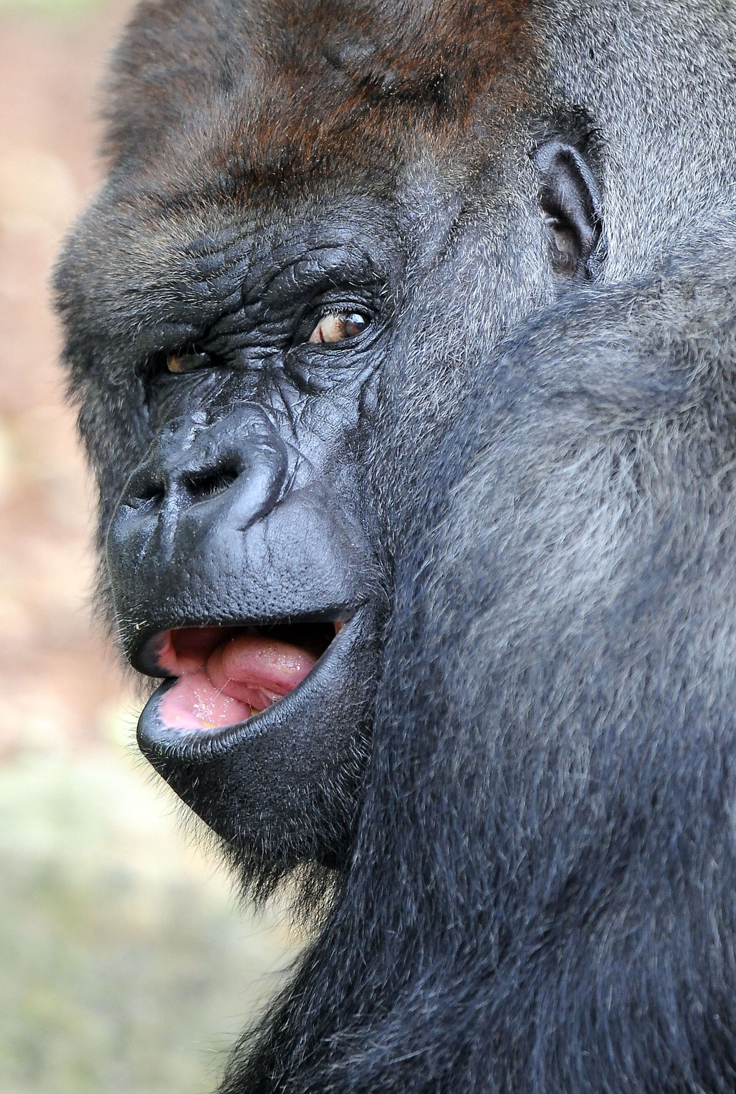 Teadlased avastasid uue HI-viiruse tüve, mis arvatakse olevat esimene, mis on gorilladelt  inimestele siirdunud.