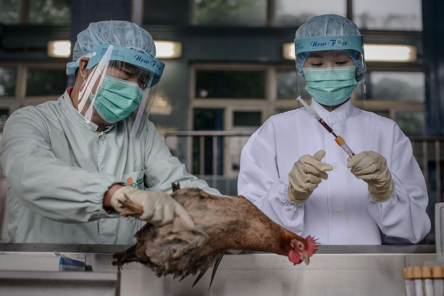 Linnugripp H7N9 nakkas esmakordselt inimeselt inimesele
