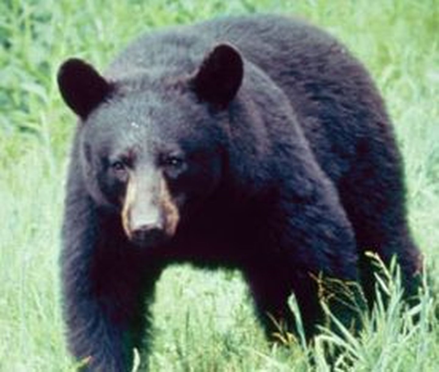 Kanadas elavad tavapärase tumeda karvaga baribalide kõrval ka valge karvaga baribalid