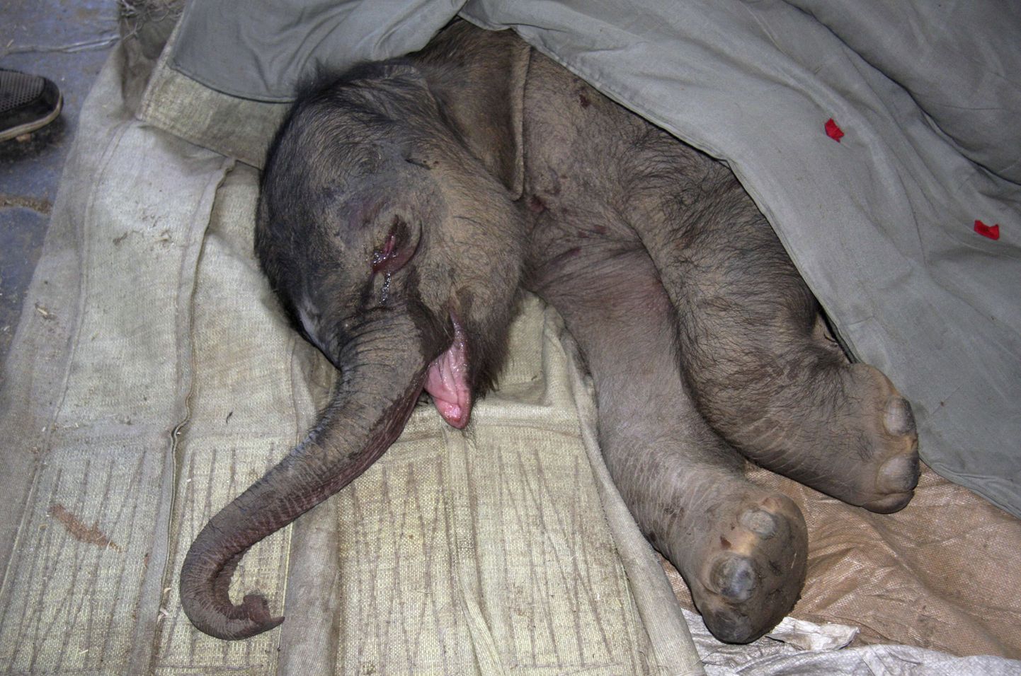Ema poolt hüljatud elevandibeebi nuttis viis tundi järjest
