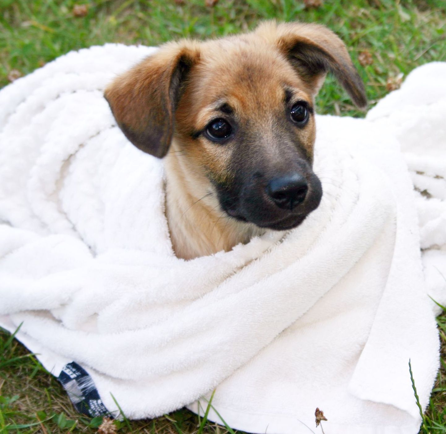 Regulaarne koerte pesemine vähendab ka allergiaid loomade suhtes.