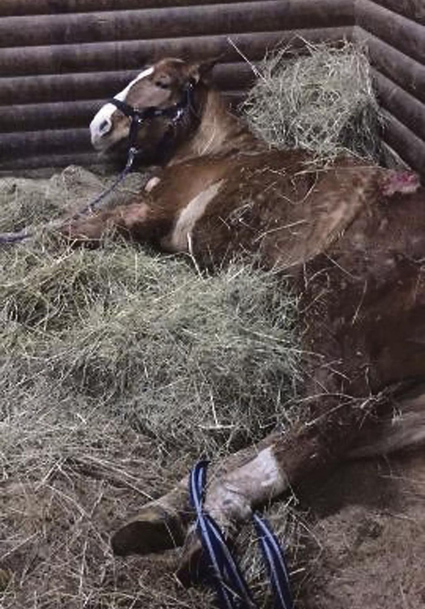 Лошадь, которой пришлось страдать от голода. После лечения и регулярного кормления животное выздоровело.