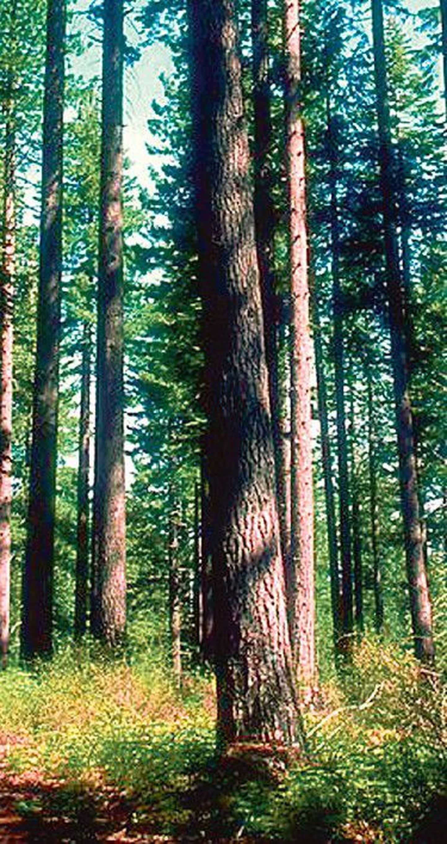 Hooldusraietega kujundame metsad puhtamaks ja ilusamaks, nii kasvab rohkem kvaliteetset puitu ja suureneb metsast saadav tulu.