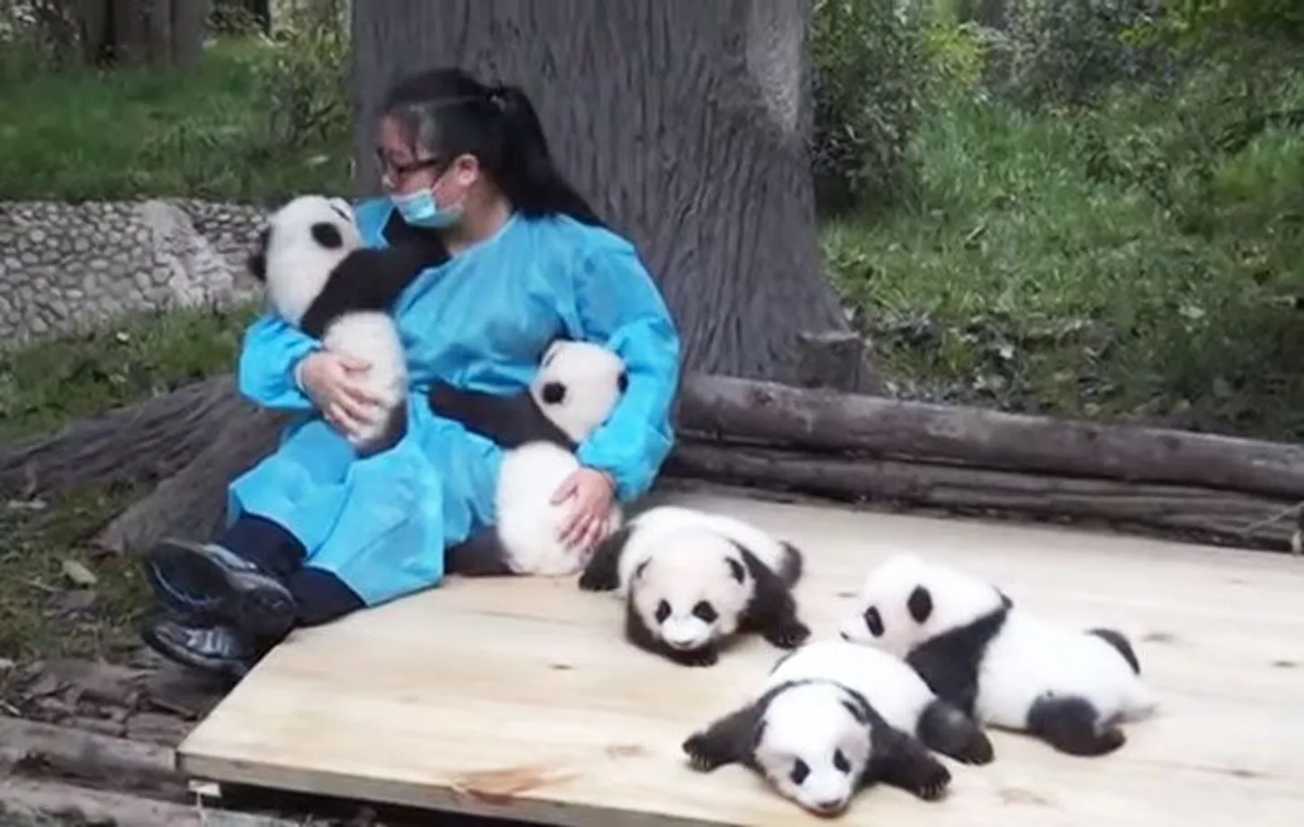 Pandahooldaja pandade kaitse- ja uurimiskeskuses.