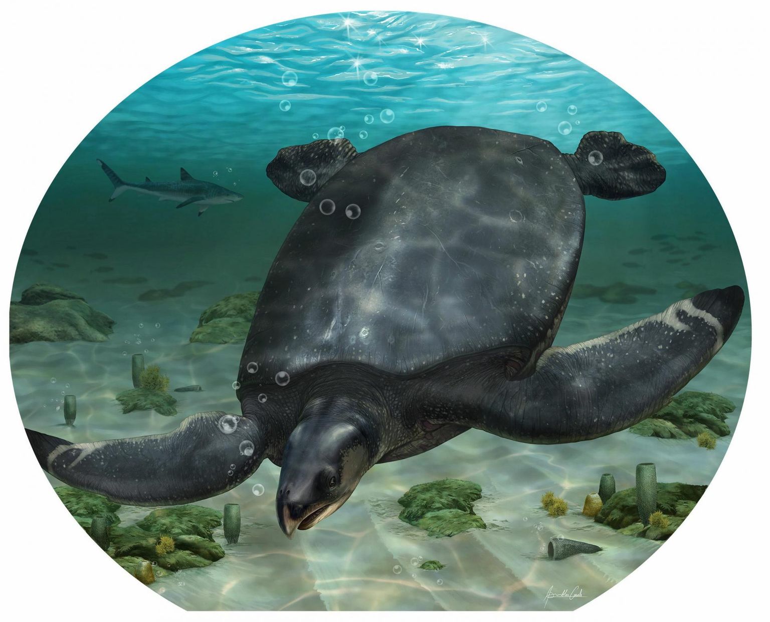Kunstniku nägemus Leviathanochelys aenigmaticast.