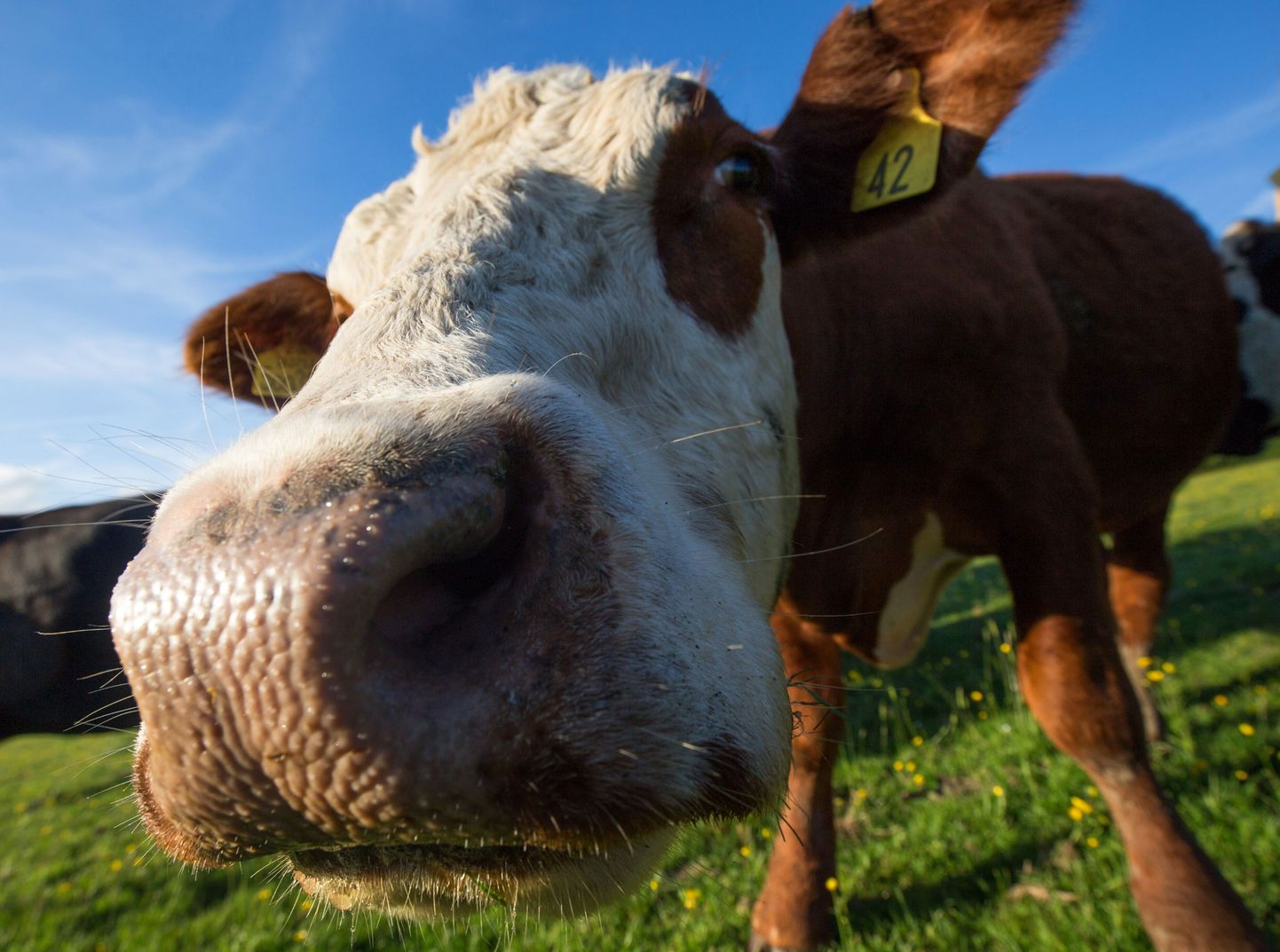 Piimalehma kasvatamise otsetoetust saab taotleda loomapidaja, kelle nimel on põllumajandusloomade registri andmetel 2. märtsi seisuga kuni 400 piimatõugu lehma.