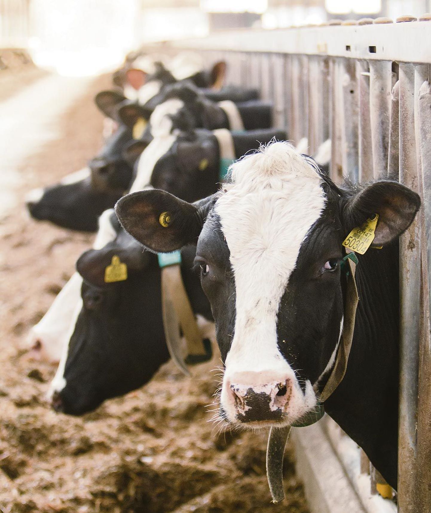 Halinga OÜ lehmad tahaksid kõhu täis süüa, kuid Veikko Toomere sõnutsi pole põllumajandusettevõttel rahaliselt võimekust sööta ette valmistada.
