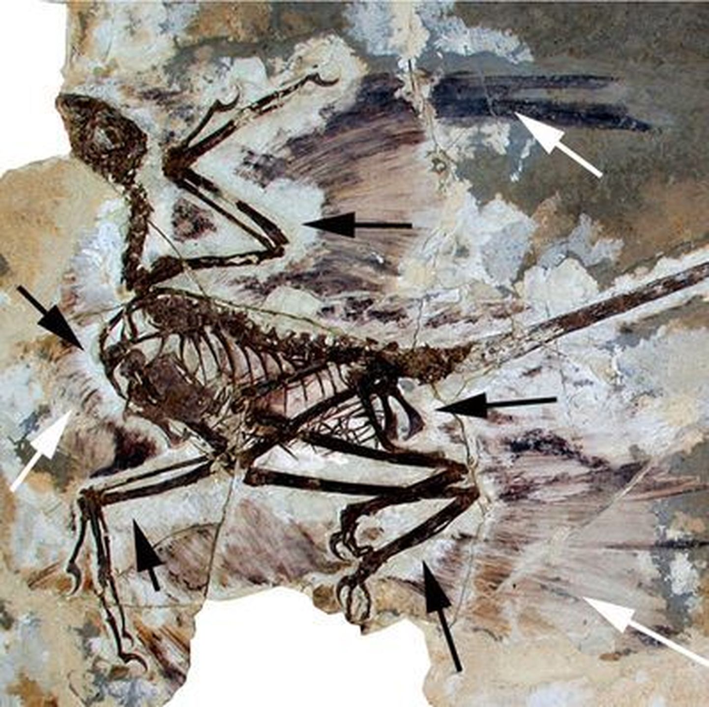 Microraptor gui