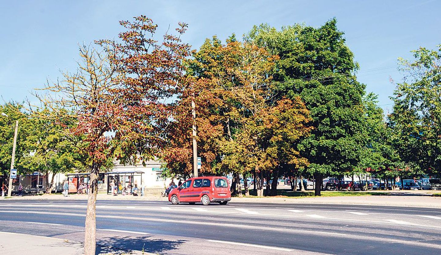 Maaliinide bussijaamas on kuivanud puu Pikale tänavale väljasõidutee nurgal, sellele sekundeerivad juba augustis sügise värvi võtnud puud teisel pool tänavat.
