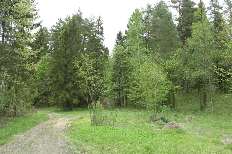 Tussi mets, mida teatakse ka Keisripalu ja Tohtri nime all, asub Tõrva linna ääres. Teeradadega mets sobib hästi näiteks tervisejooksu paigaks. / Foto: 