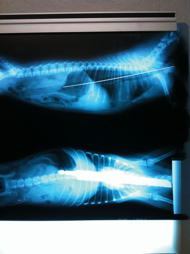 Jack Russeli terjeri kõhus oli saianuga. Foto: Veterinary Practice News / Caters News