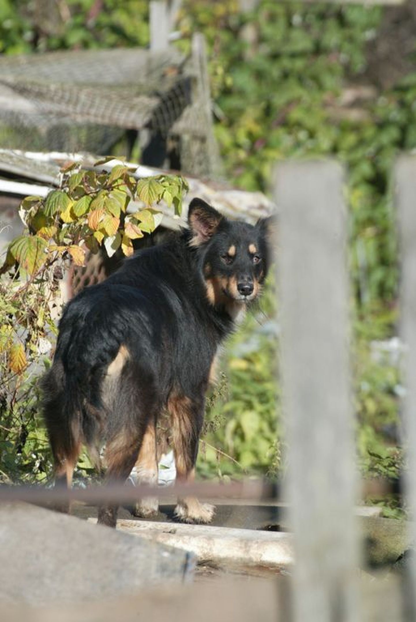 Hiinalinna koeramammi Jevgenia koerakari on endiselt elujõus.