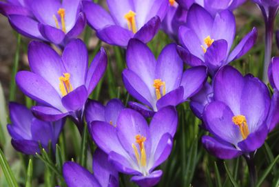 Крокусы – одни из самых ярких и неприхотливых клубнелуковичных растений, которые цветут весной вслед за подснежниками.