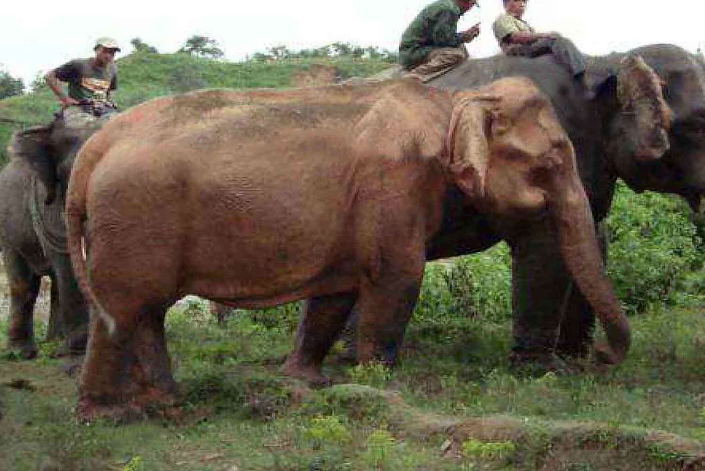 Birmast leiti albiino elevant