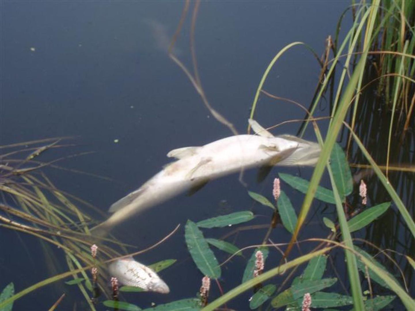 Surnud kalad Presnikovi järves.