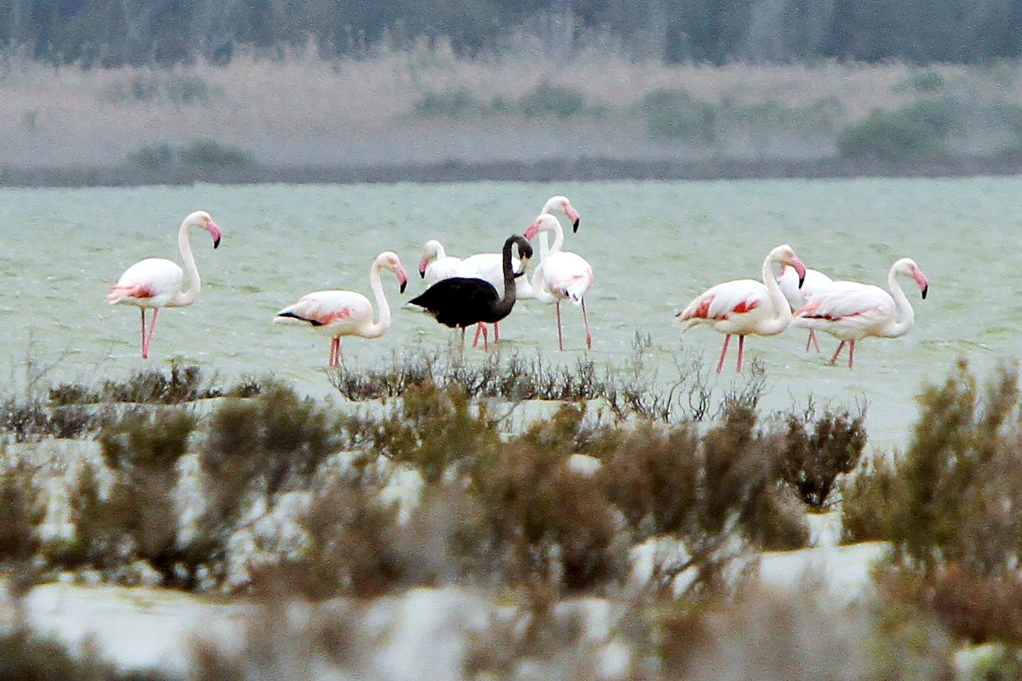 Must flamingo