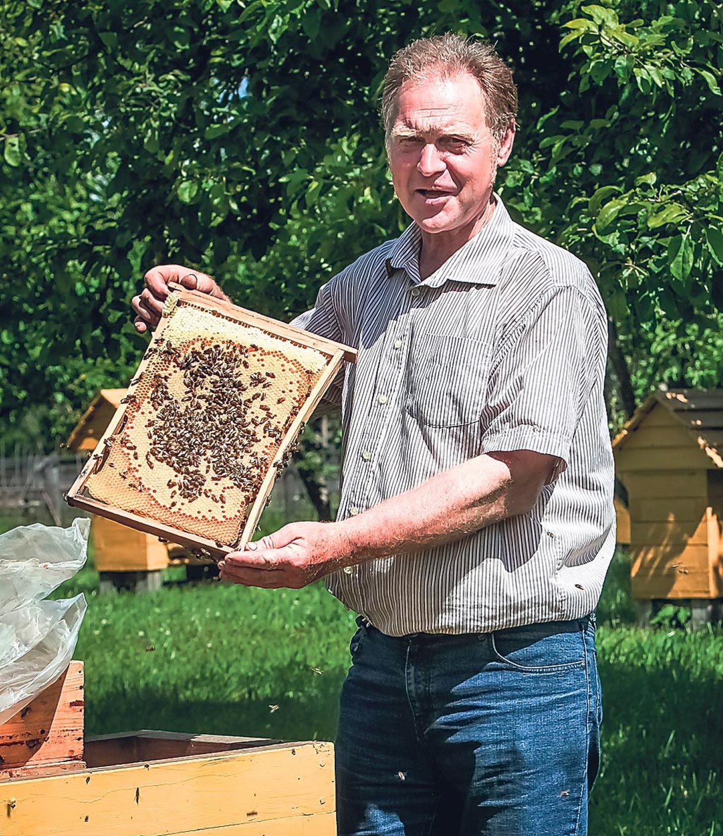 “Ilm läks ilusaks ja mesilased said täistööhoo sisse,” ütles mesinik Vahur Talimaa Kurgja talumuuseumi mesilas.