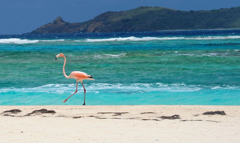 Flamingo Necker Islandil / Scanpix