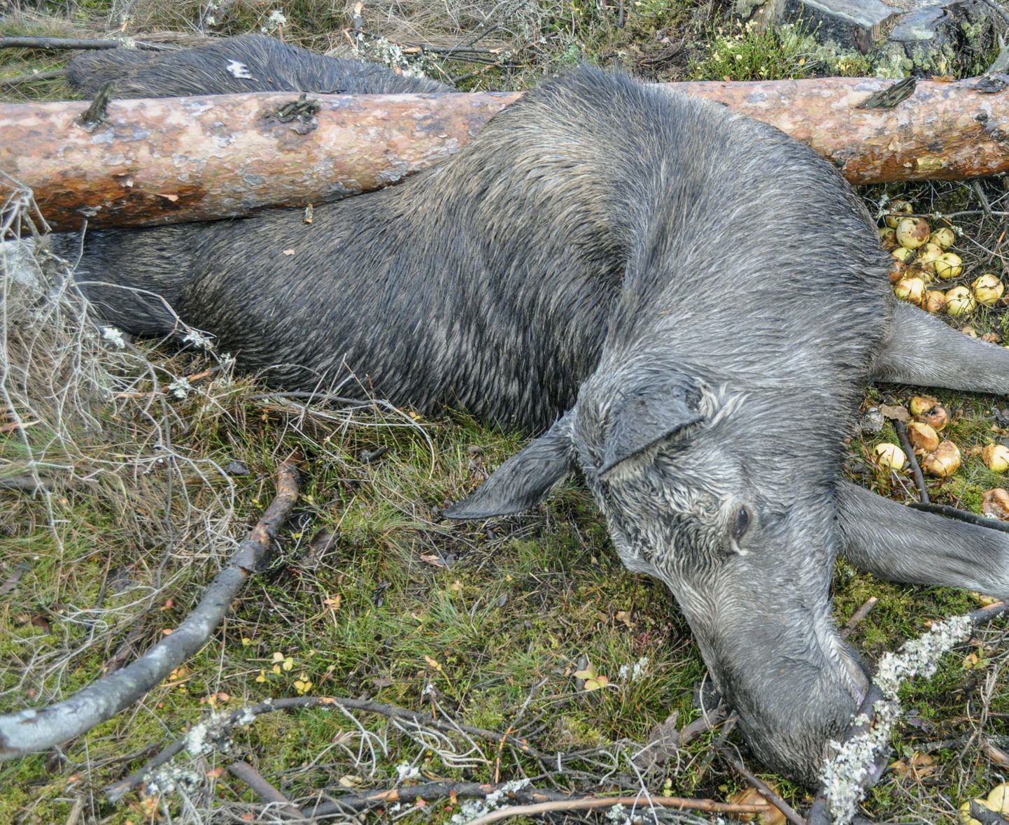 Tormi ohver Lõuna-Rootsis Sävsjös.