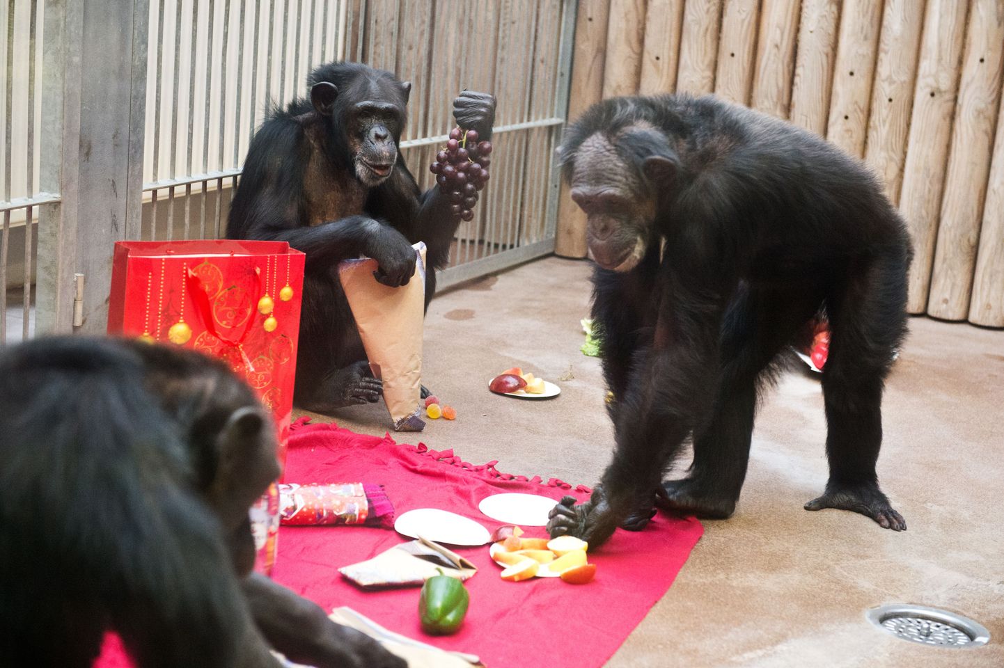 Šimpansite jõulupidu loomaaia troopikamajas.