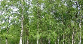 Eesti teadlaste kaastöös järjendati esmakordselt ühe meie levinuma puuliigi genoom