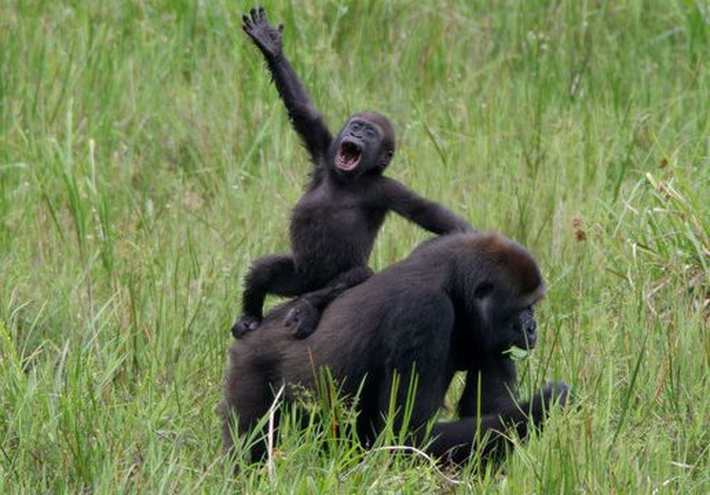 Uganda majandus õitseb tänu gorillaturismile