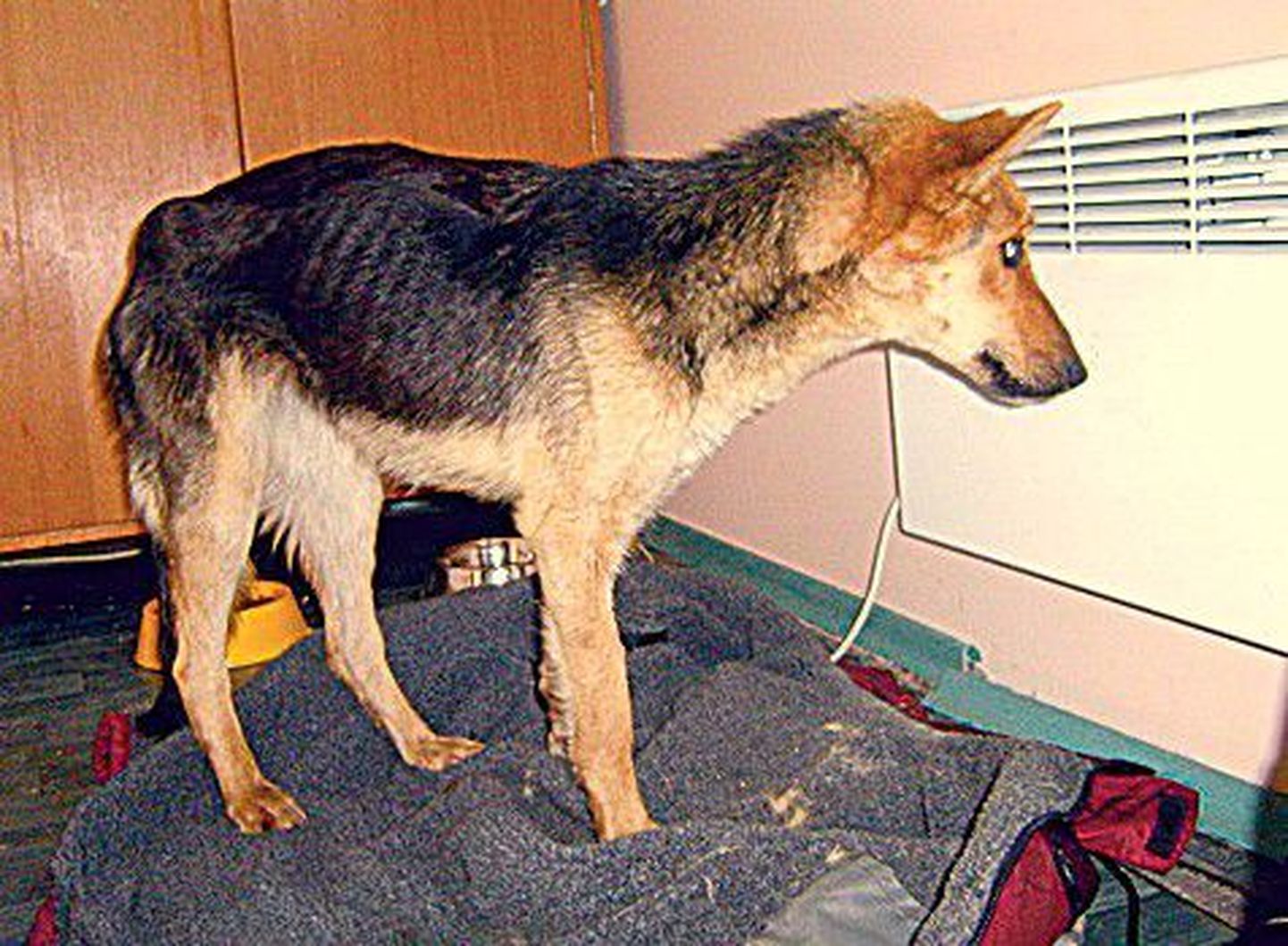 Eile leiti ka Pärnumaalt nälja tõttu vaevu jalul püsiv koer.