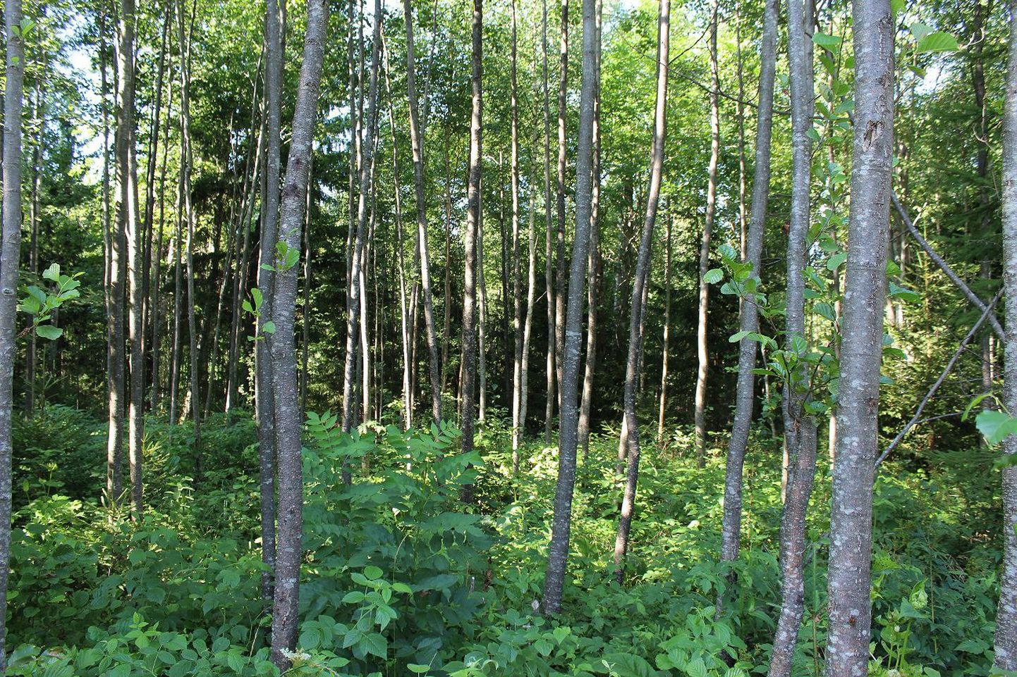 11. septembrist alustab tööd metsaregistri uuendatud infosüsteem.