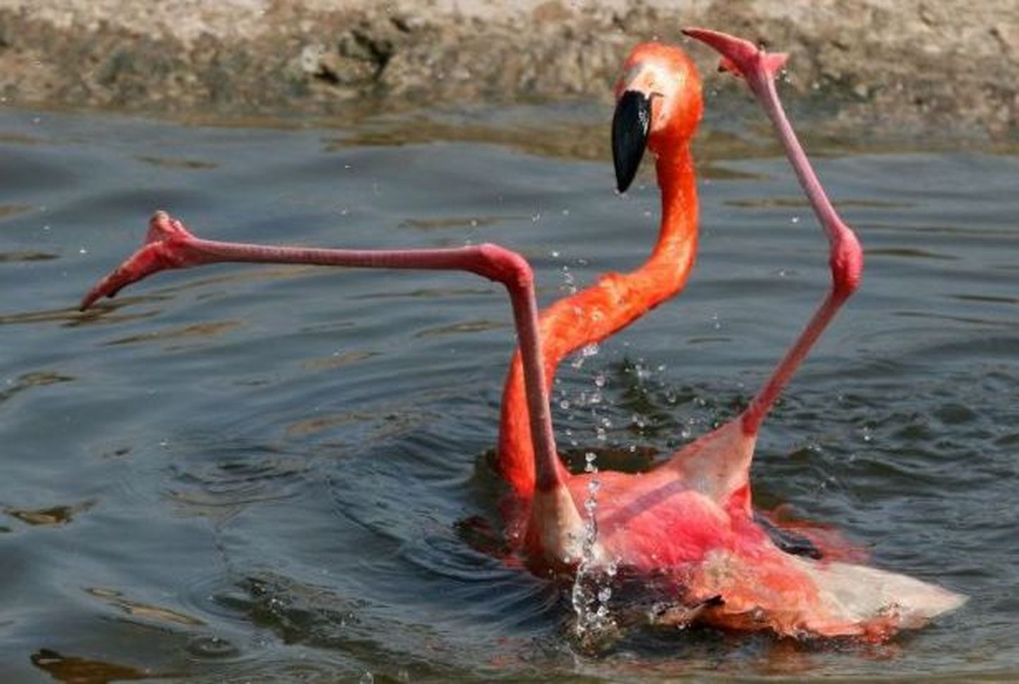 Flamingo kaotas tasakaalu