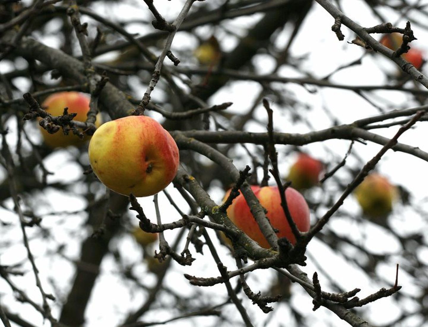Õunad, mis puu otsast veel alla potsatavad, võiks ära korjata, et vältida puuviljamädaniku teket.