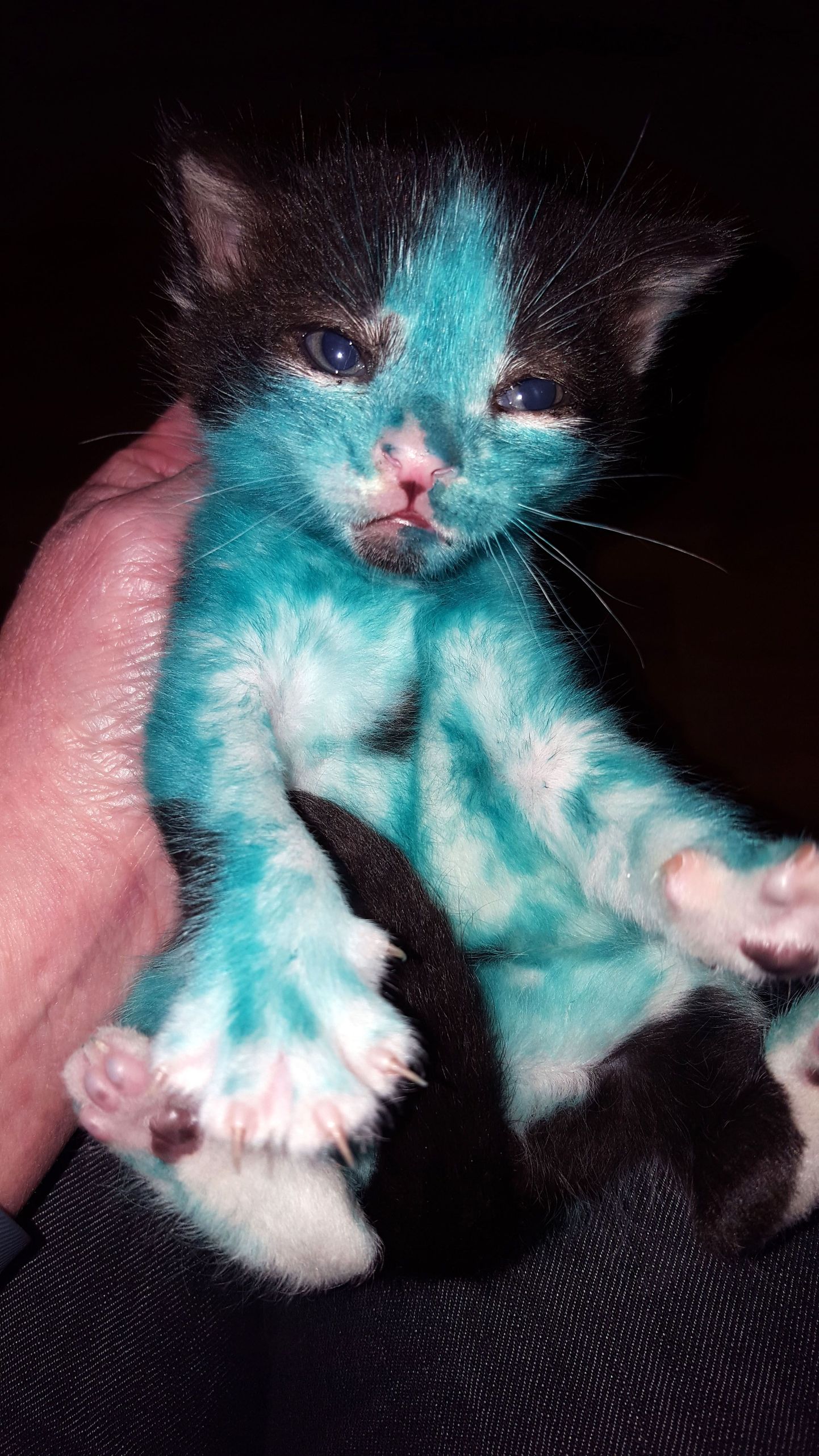 Ära värvitud kass.