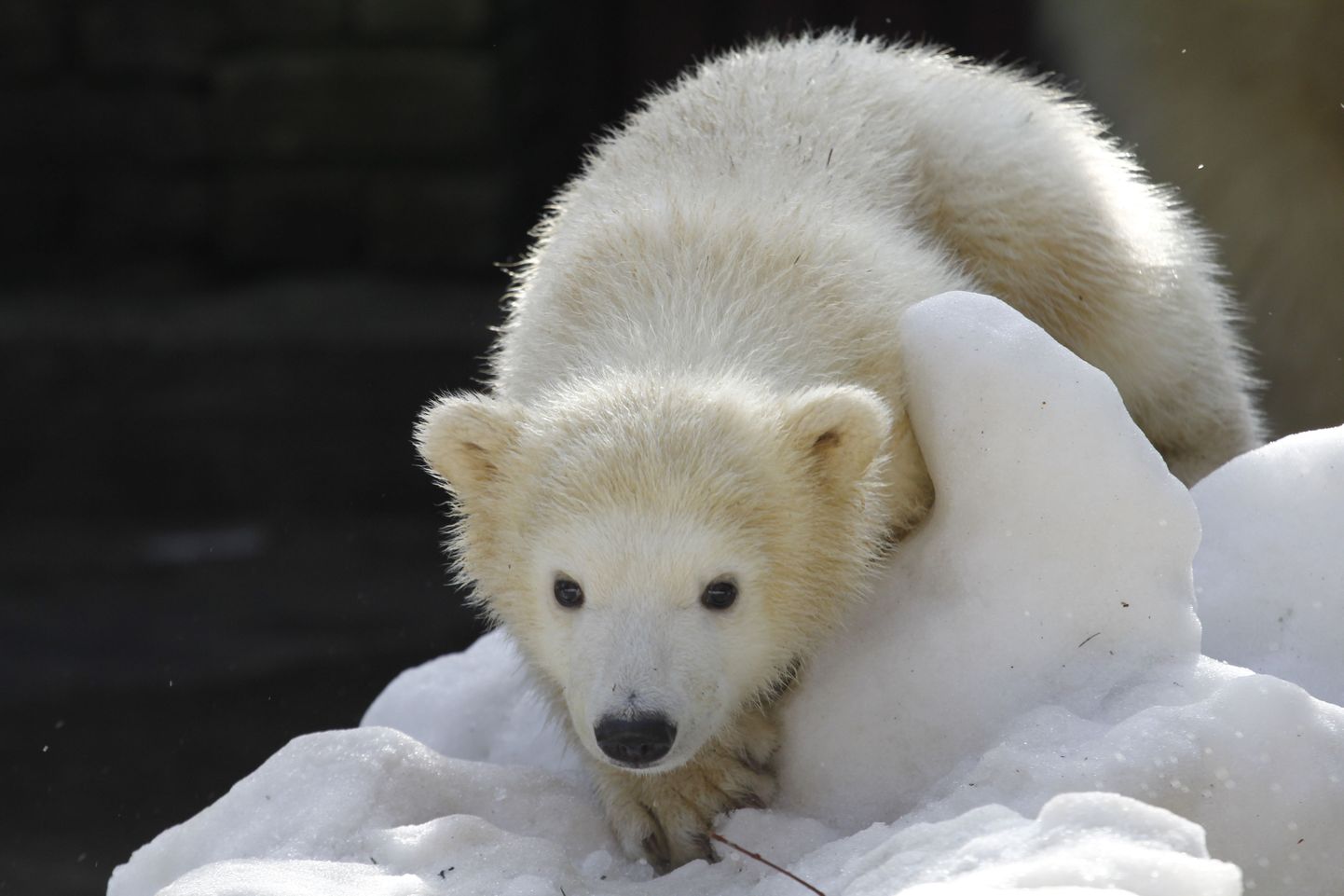 Jääkaru Päev kutsub valgete mõmmikute sõpru külla