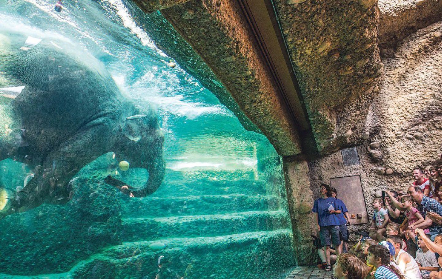 Берлинский зоопарк – рекордсмен по количеству содержащихся в нем животных. Посетители имеют возможность понаблюдать за тренировками морских львов кормлением орангутанов и не только.