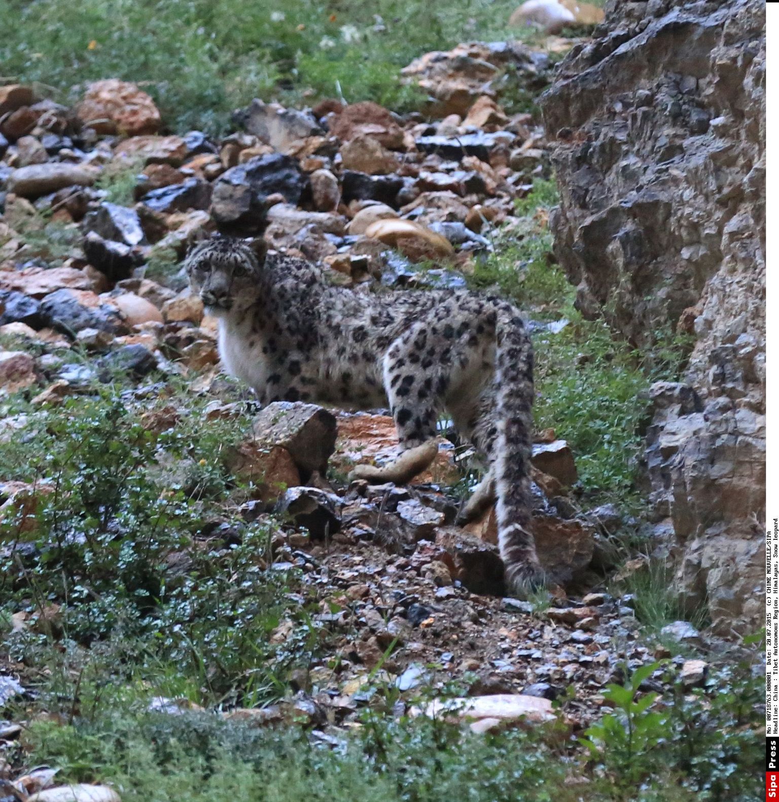 Lumeleopard